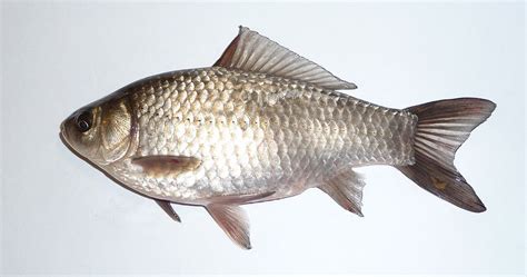 歐洲鯉的品種